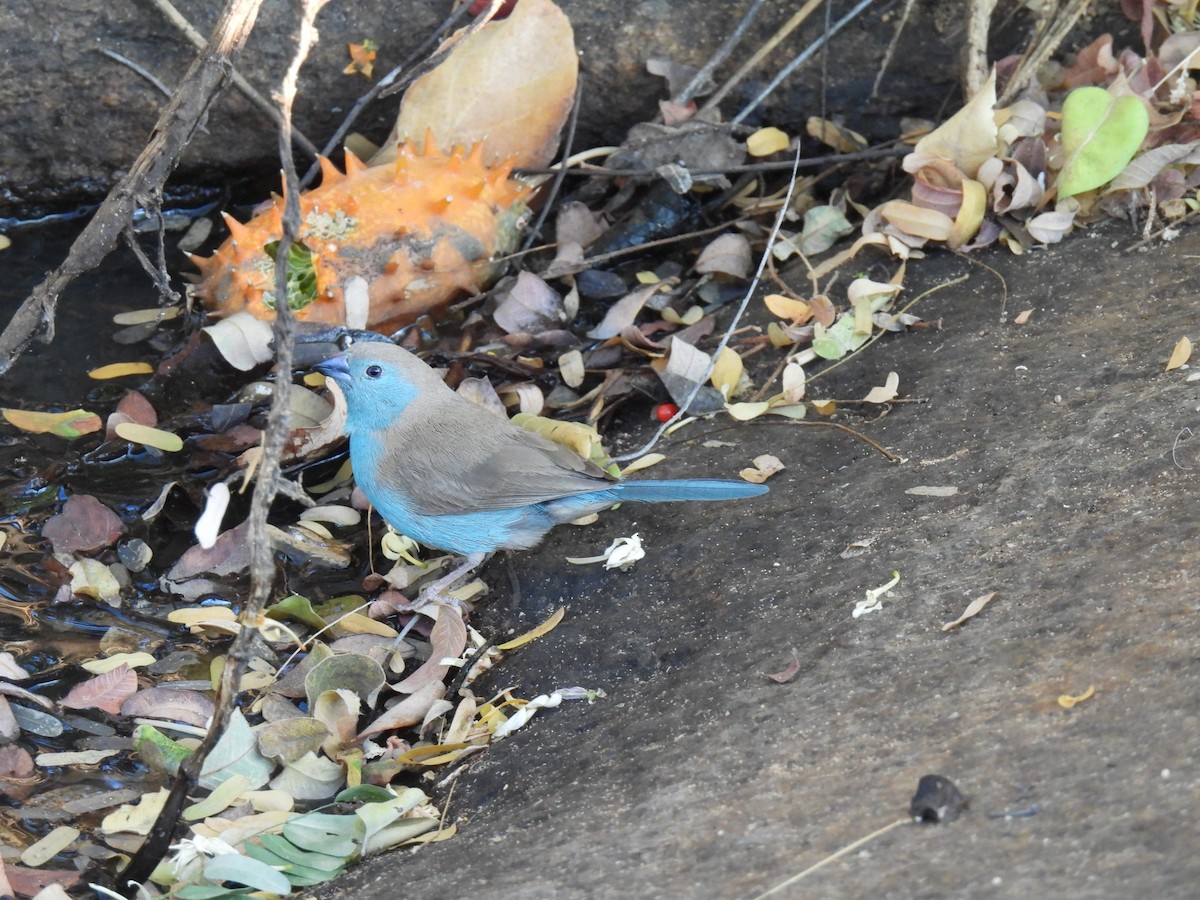 Southern Cordonbleu - ML638469795