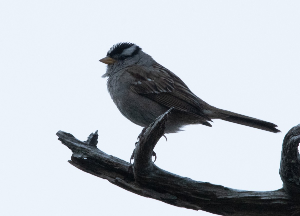 White-crowned Sparrow - ML638469823