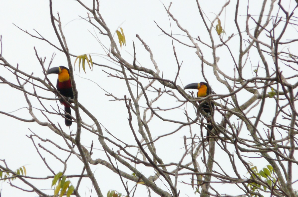 Channel-billed Toucan - ML638469843