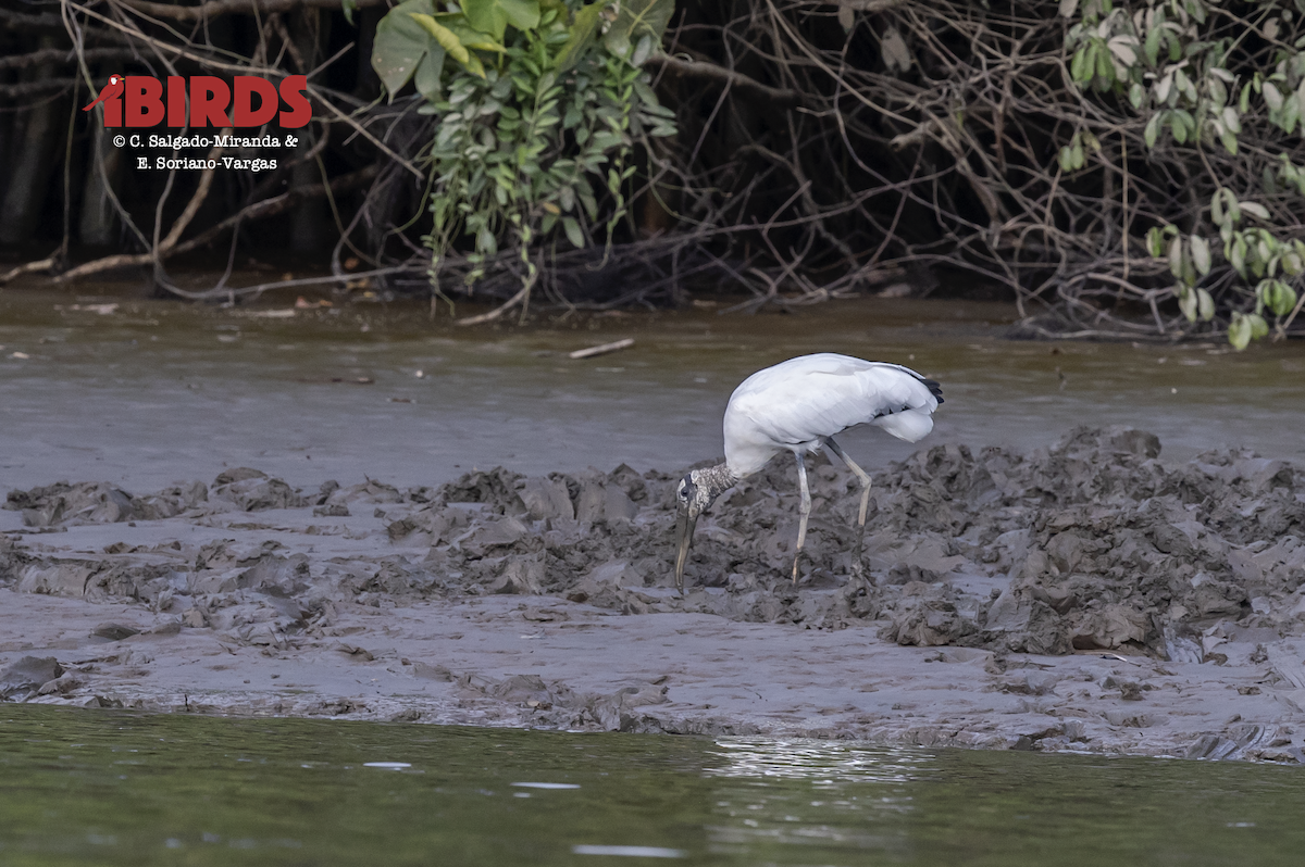 Wood Stork - ML638469850