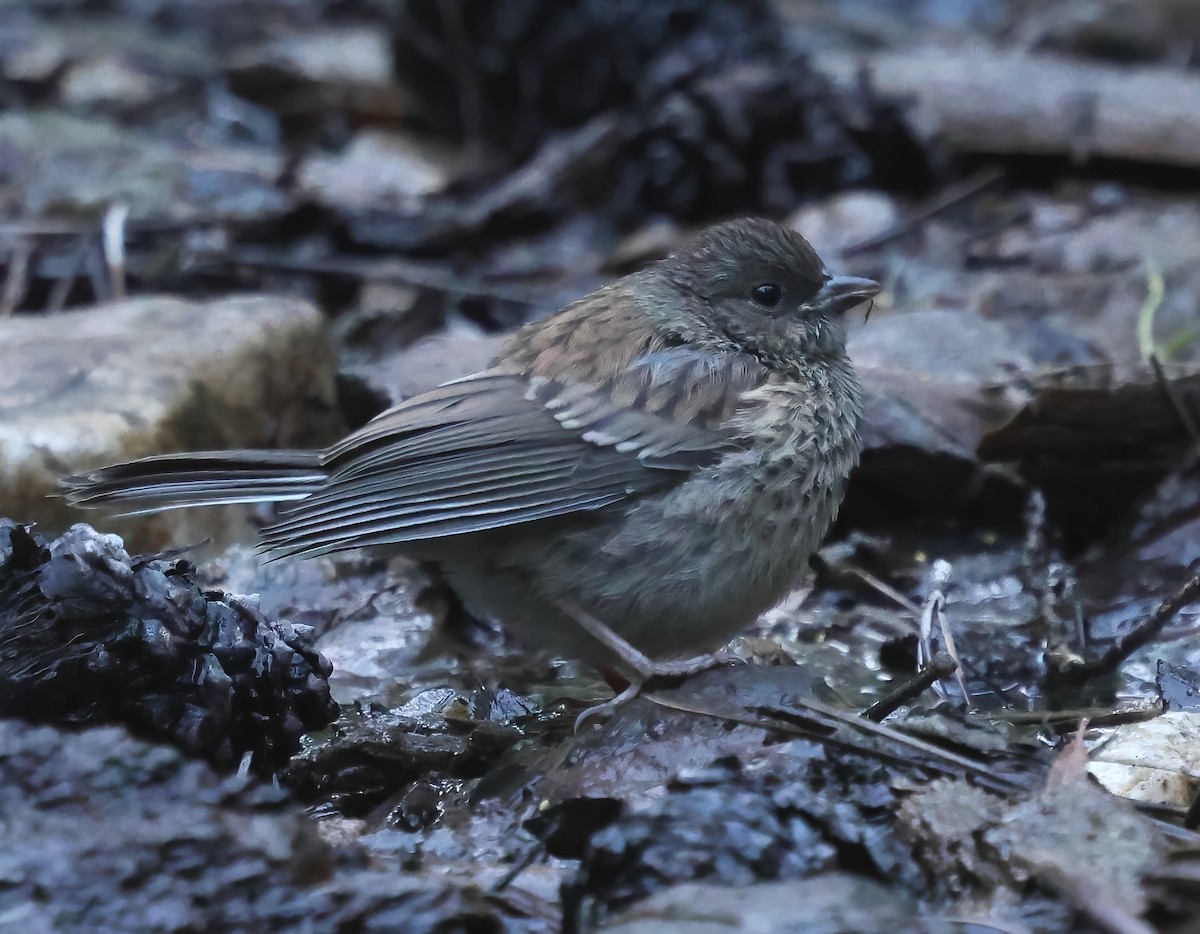 Dark-eyed Junco - ML638469853