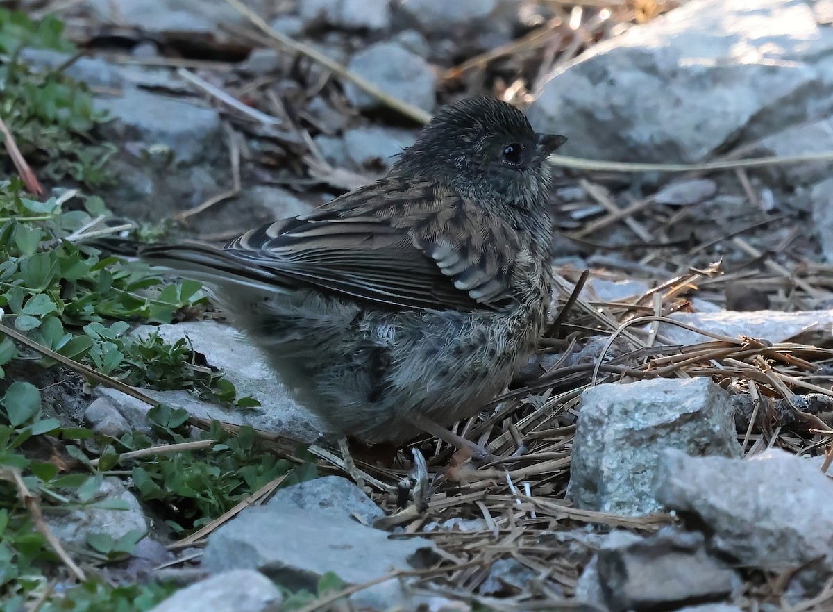 Dark-eyed Junco - ML638469855