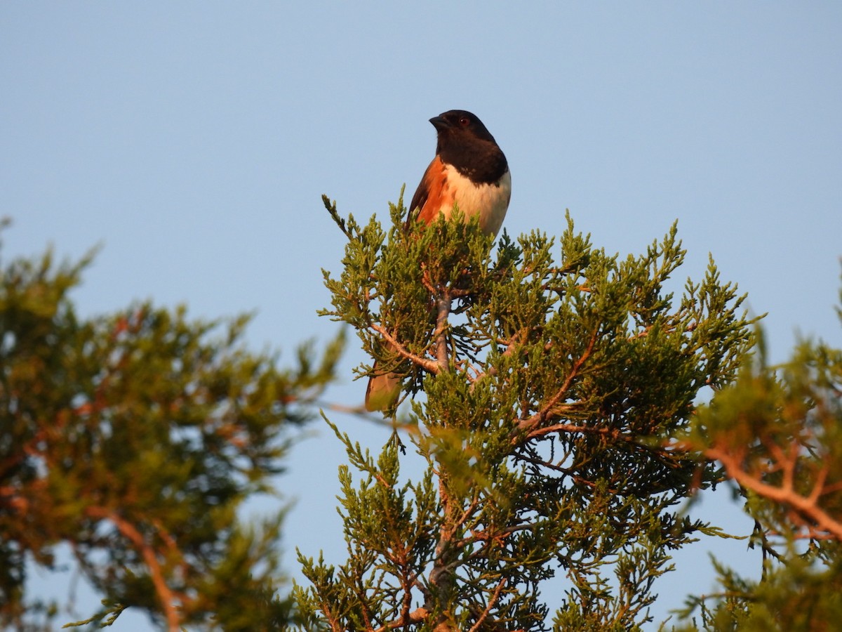 Eastern Towhee - ML638469887