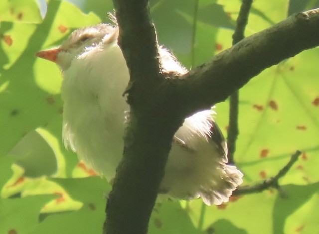 Red-eyed Vireo - ML638469909