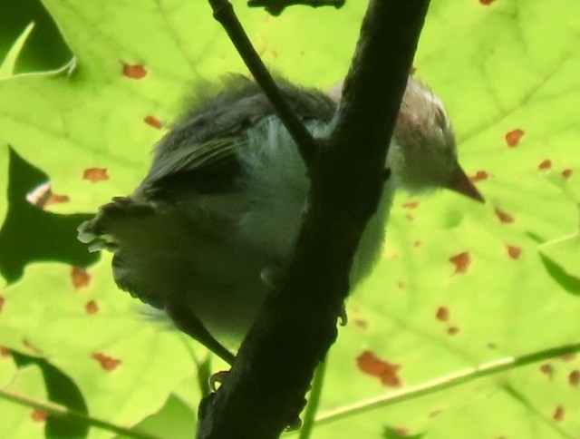 Red-eyed Vireo - ML638469910
