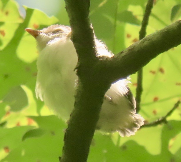 Red-eyed Vireo - ML638469911