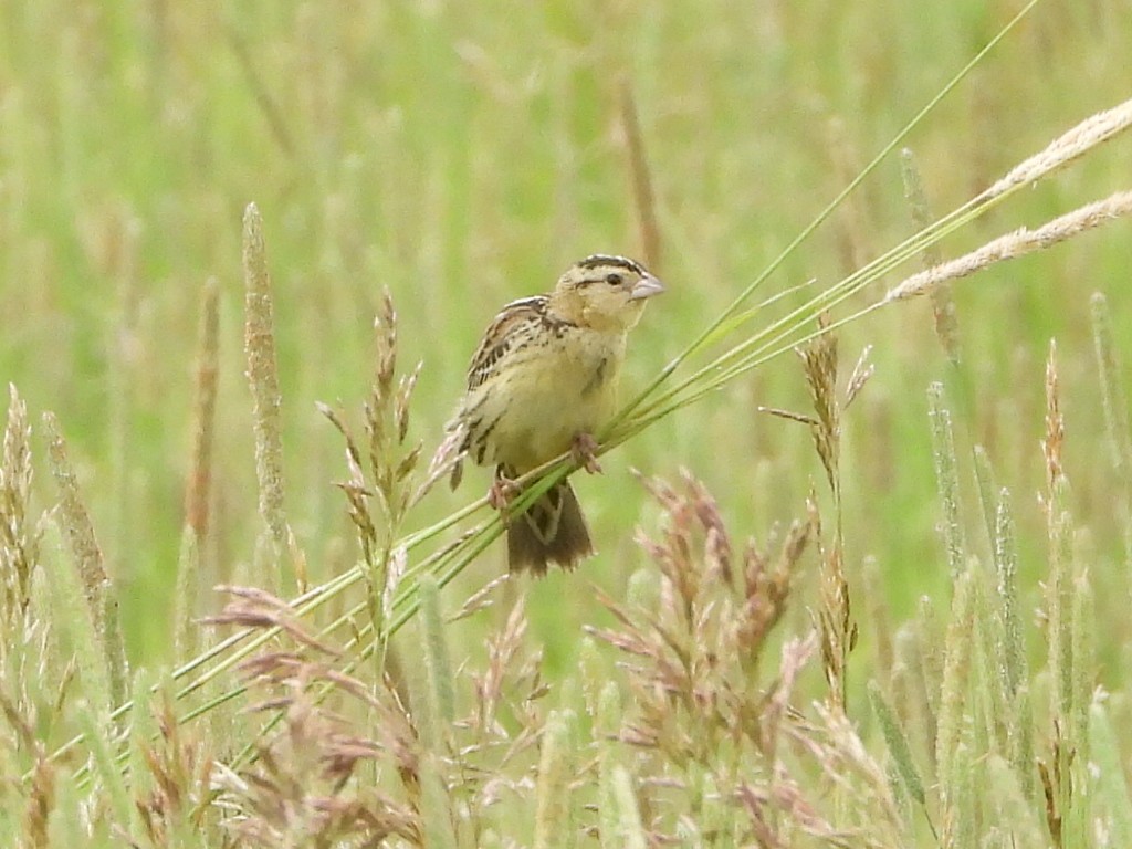 Bobolink - ML638469932