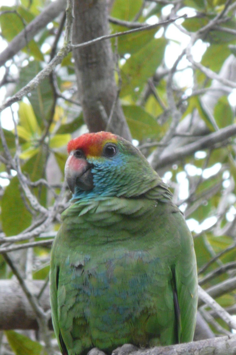 Red-browed Amazon - ML638469934