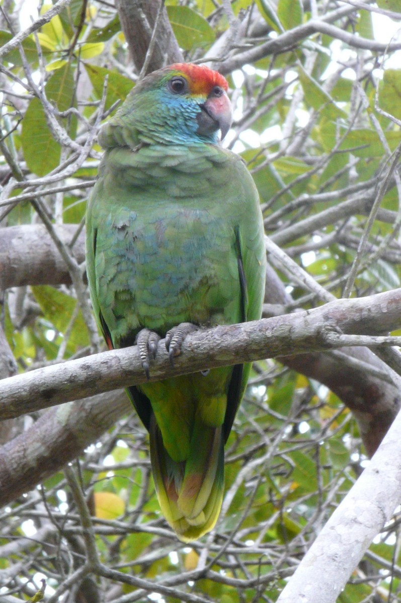 Red-browed Amazon - ML638469935