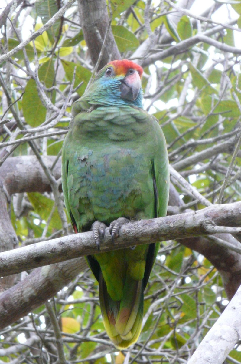 Red-browed Amazon - ML638469936