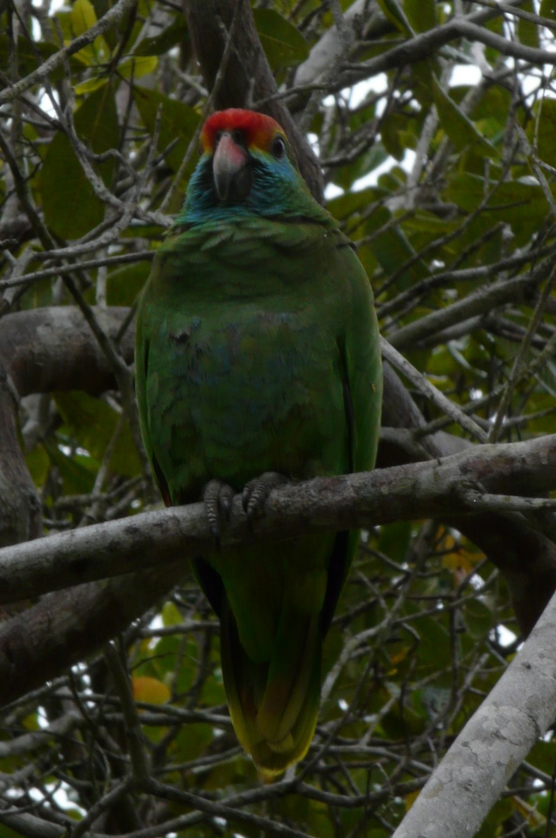 Red-browed Amazon - ML638469937
