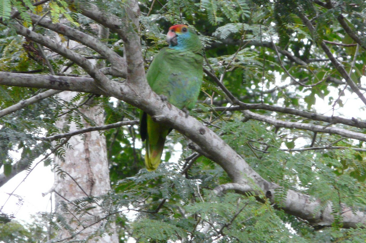 Red-browed Amazon - ML638469939