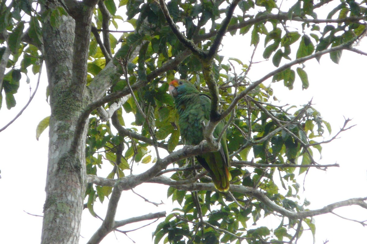 Red-browed Amazon - ML638469940