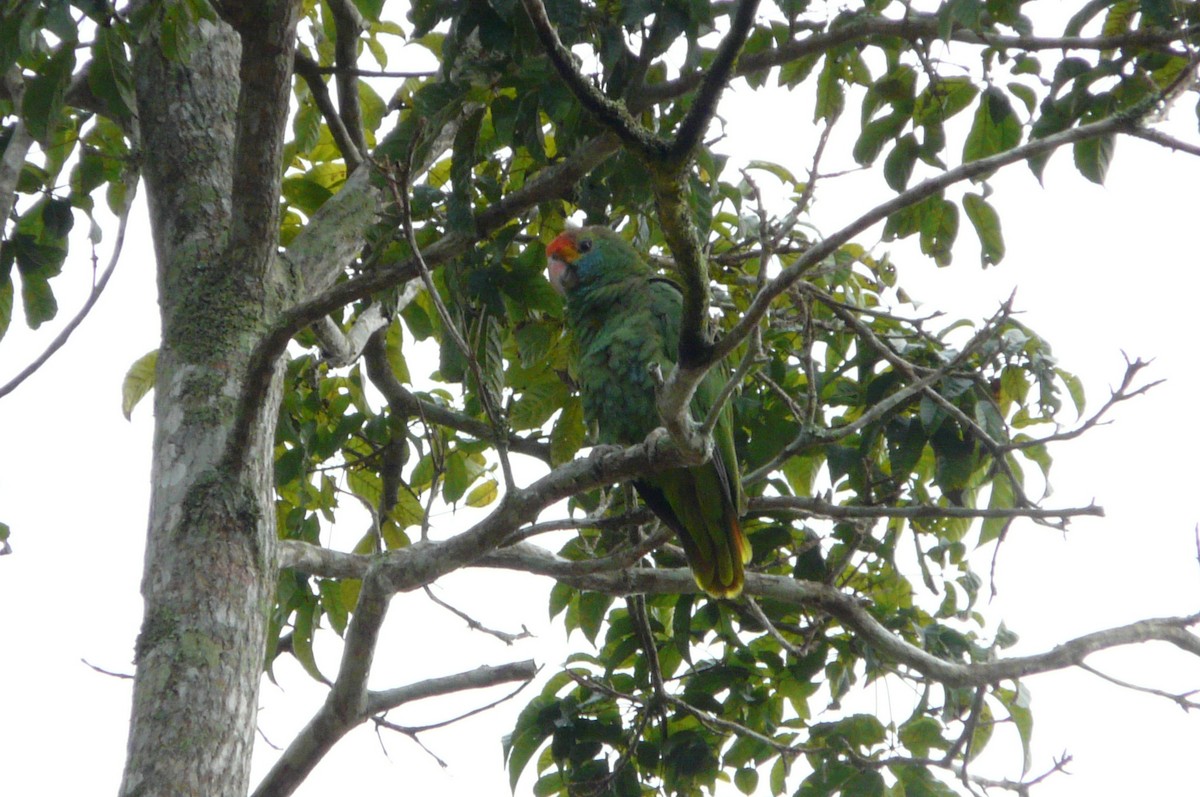 Red-browed Amazon - ML638469941