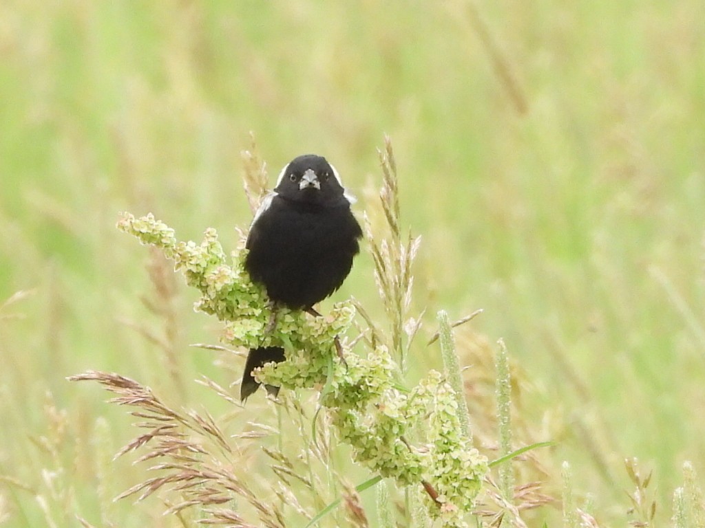Bobolink - ML638469951