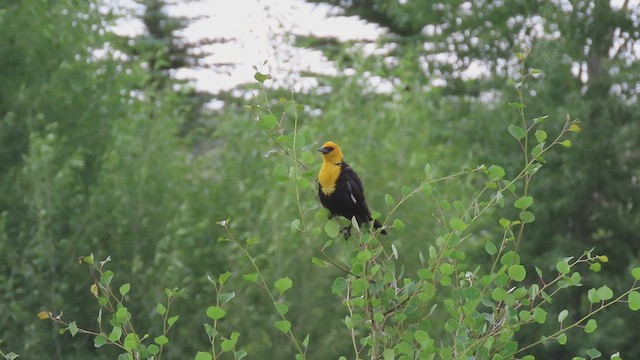 Yellow-headed Blackbird - ML638469977