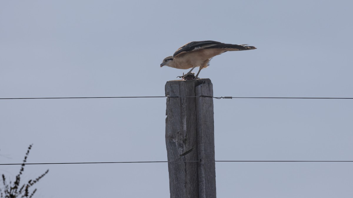 Yellow-headed Caracara - ML638470013