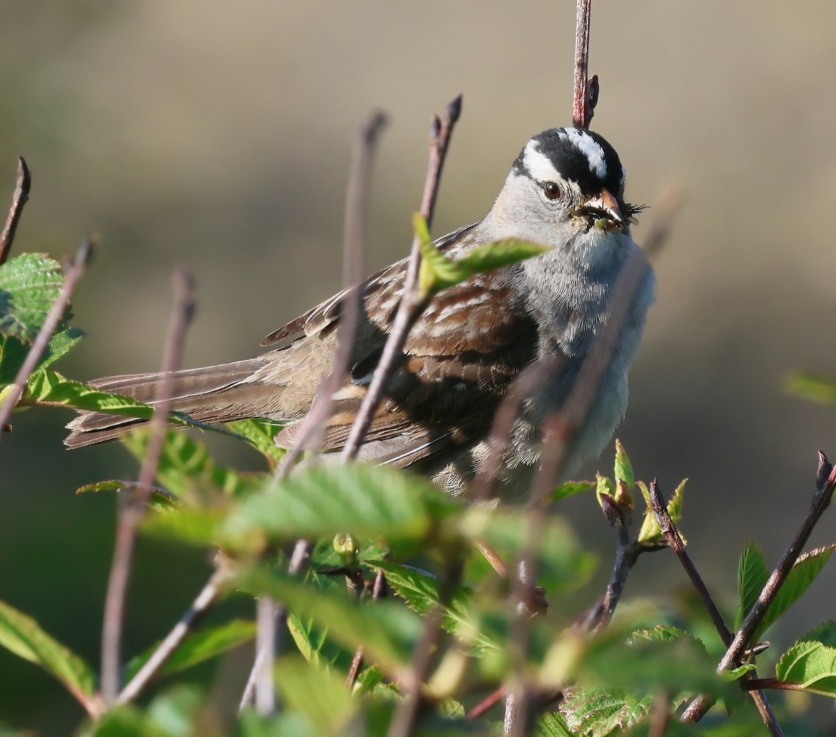 White-crowned Sparrow - ML638470035
