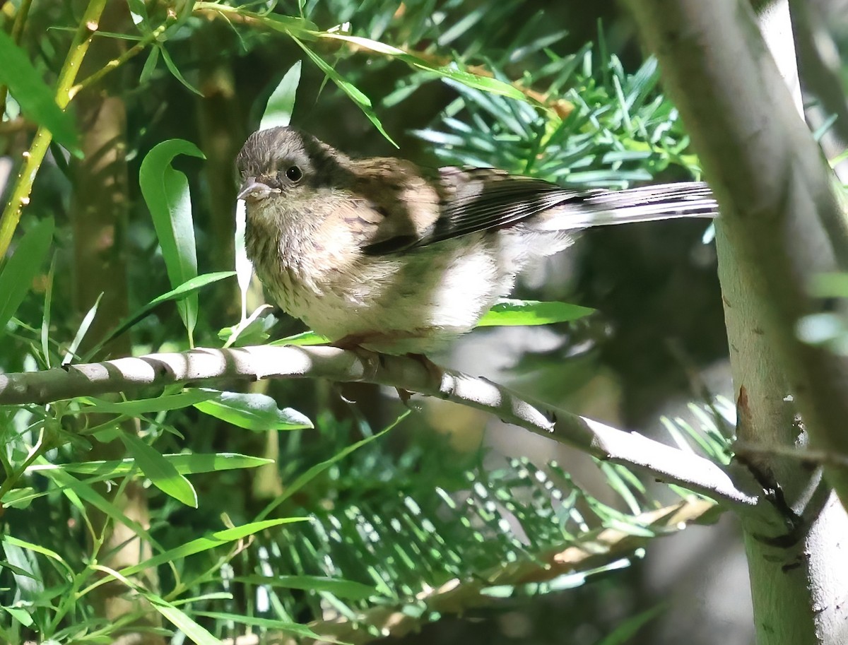 Dark-eyed Junco - ML638470041