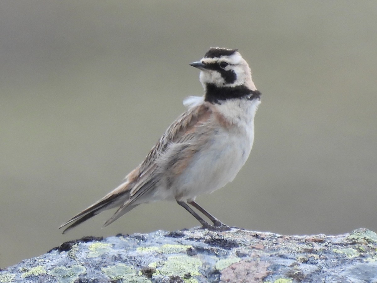 Horned Lark - ML638470064