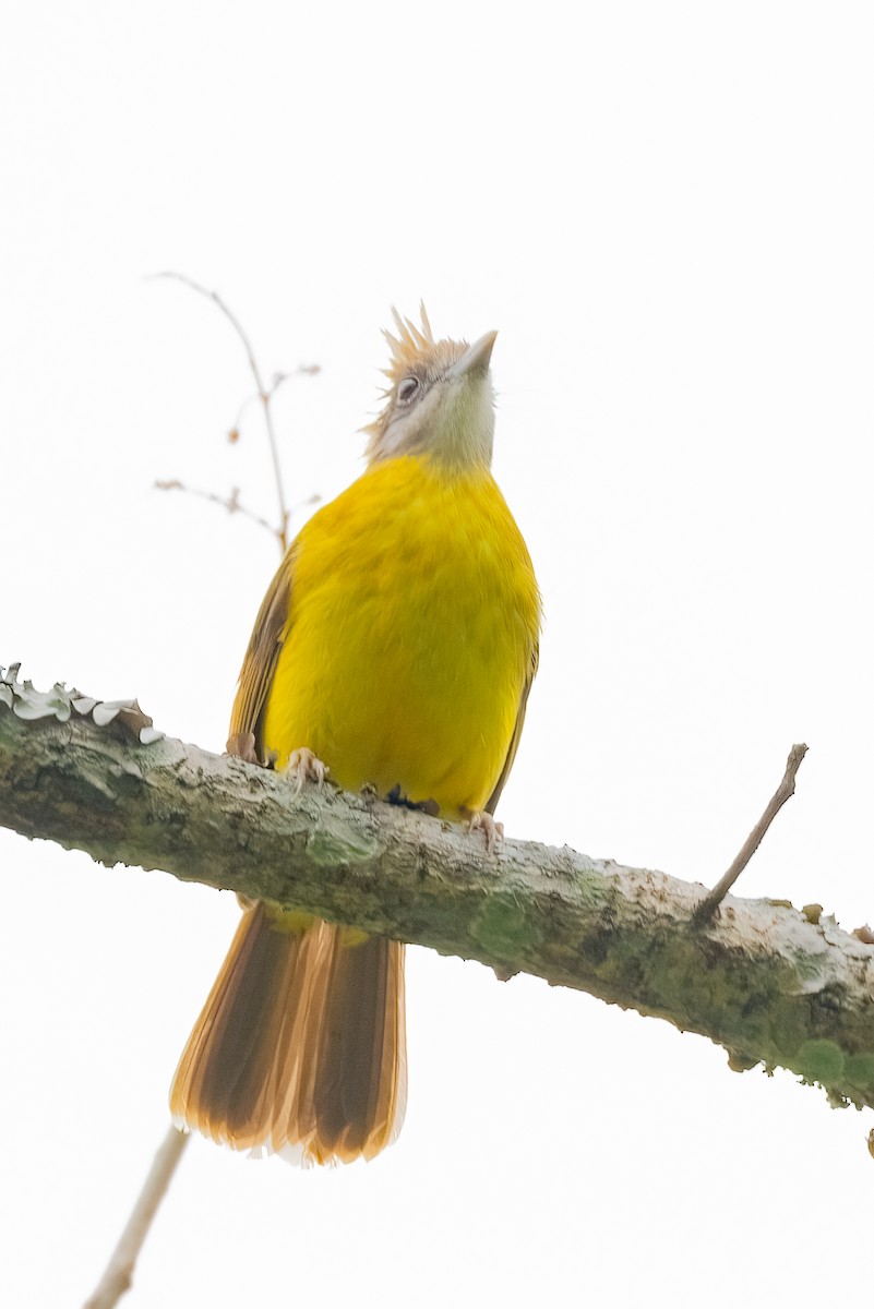 White-throated Bulbul - ML638470085