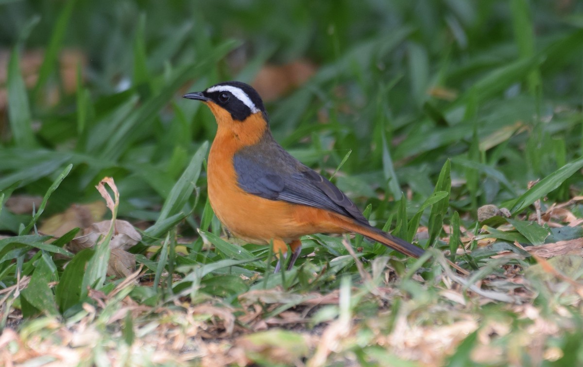 White-browed Robin-Chat - ML638470086