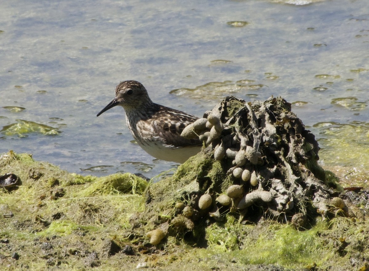 Least Sandpiper - ML638470087