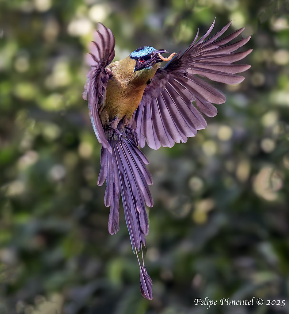 Motmot d'Équateur - ML638470091
