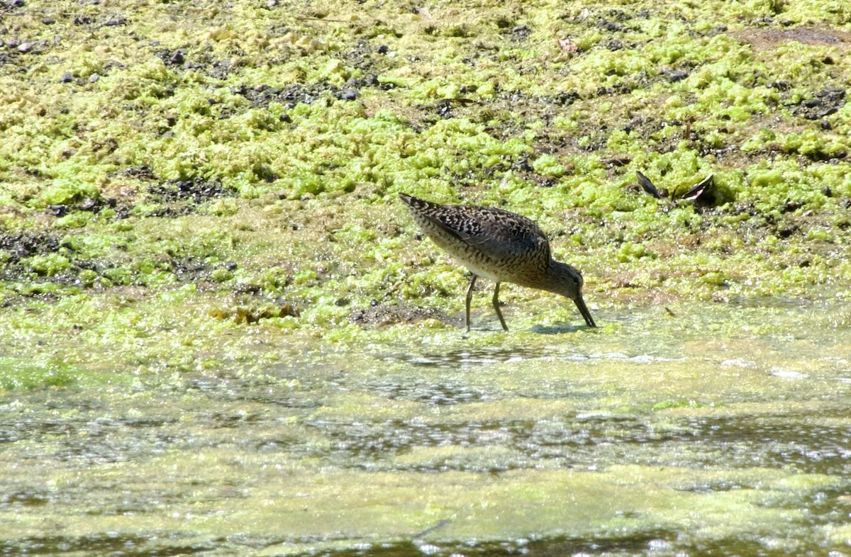 Short-billed Dowitcher - ML638470092
