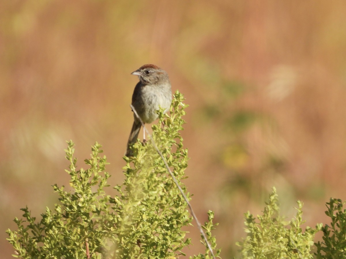 Rufous-crowned Sparrow - ML638470093