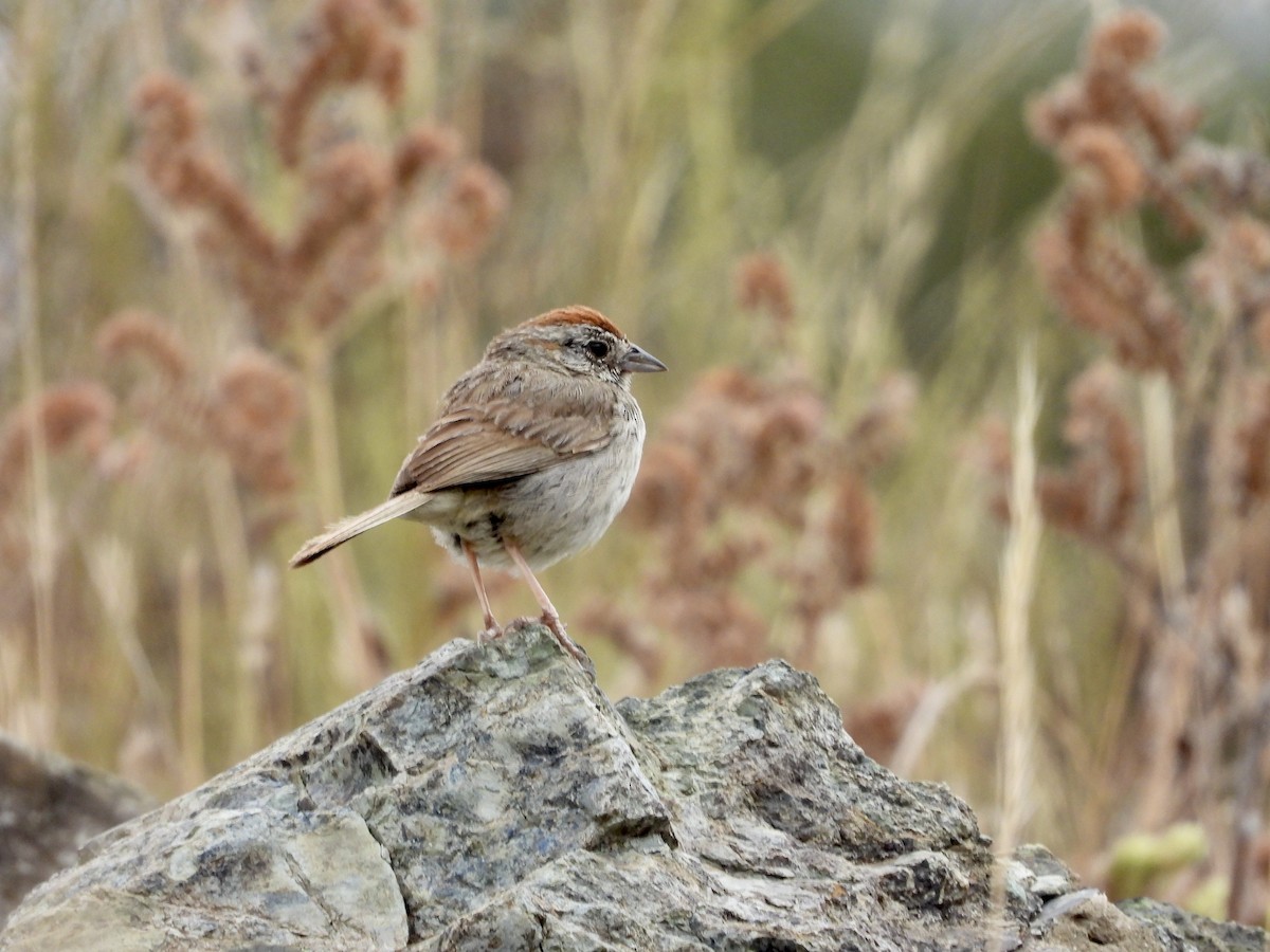 Rufous-crowned Sparrow - ML638470095