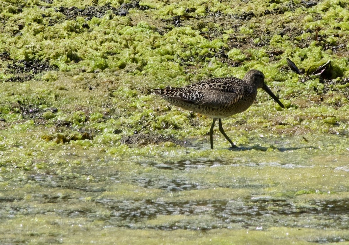 Short-billed Dowitcher - ML638470096