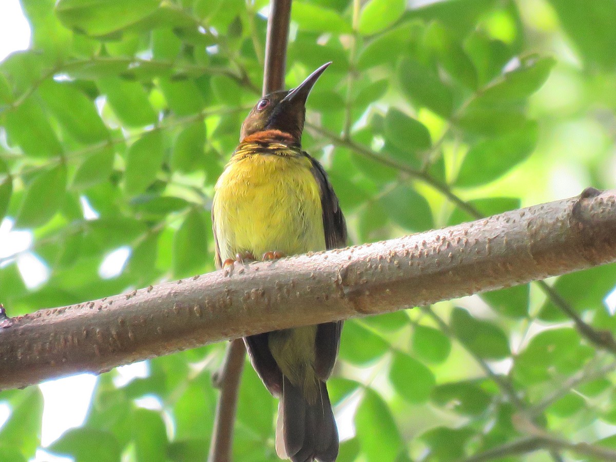 Brown-throated Sunbird - ML638470099