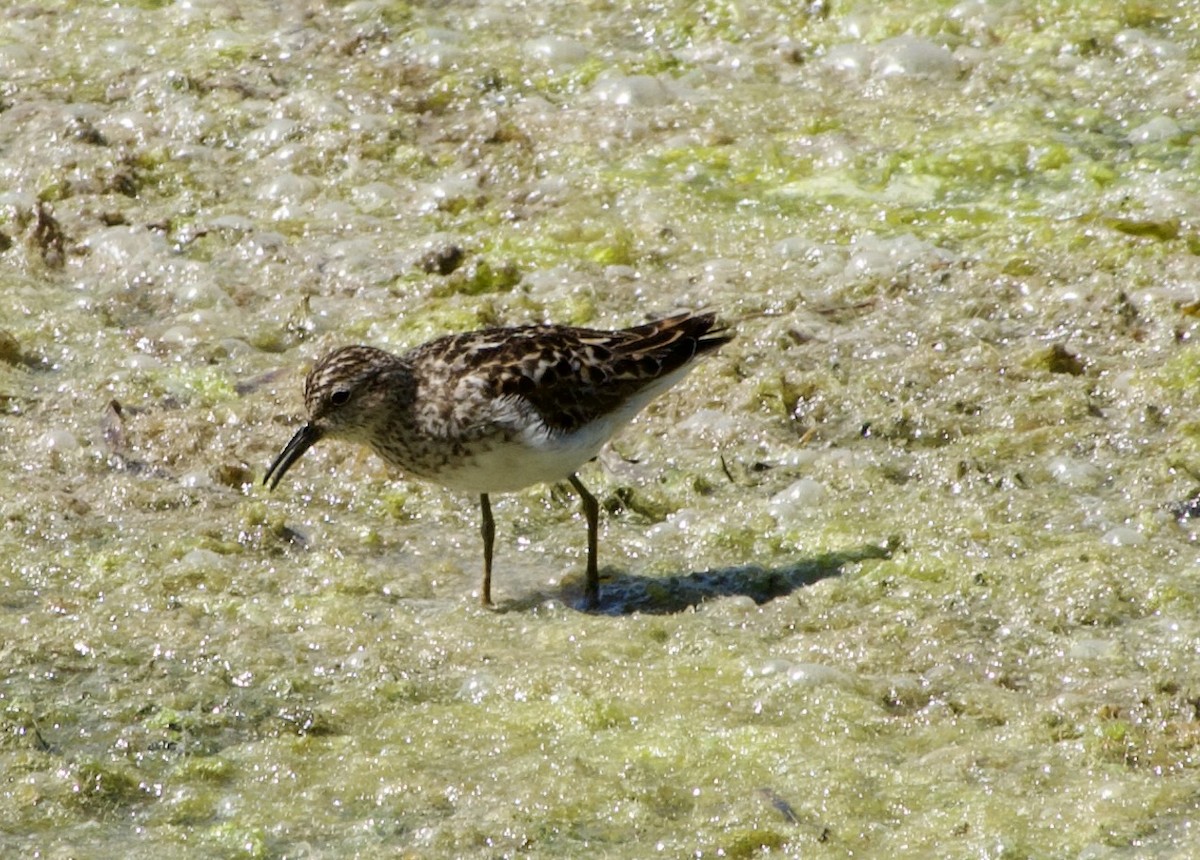 Least Sandpiper - ML638470100