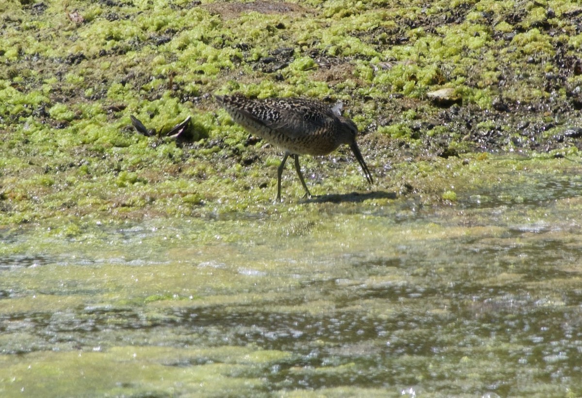 Short-billed Dowitcher - ML638470110