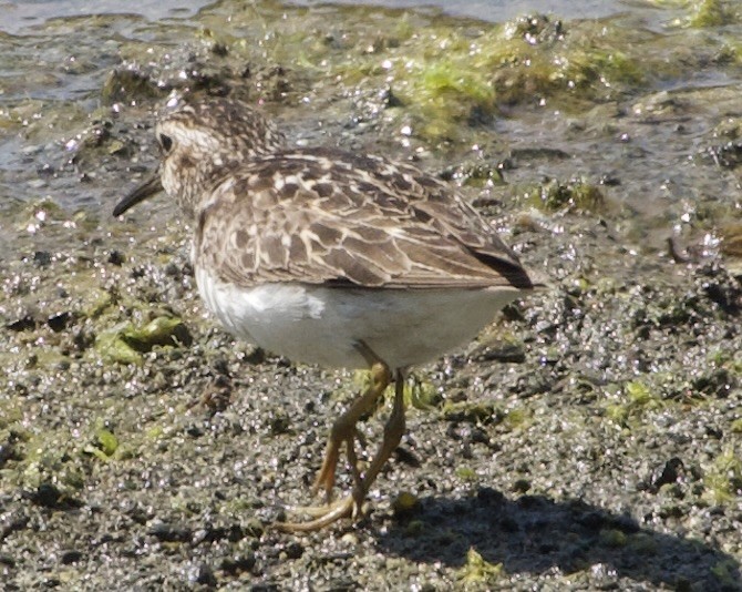 Least Sandpiper - ML638470116