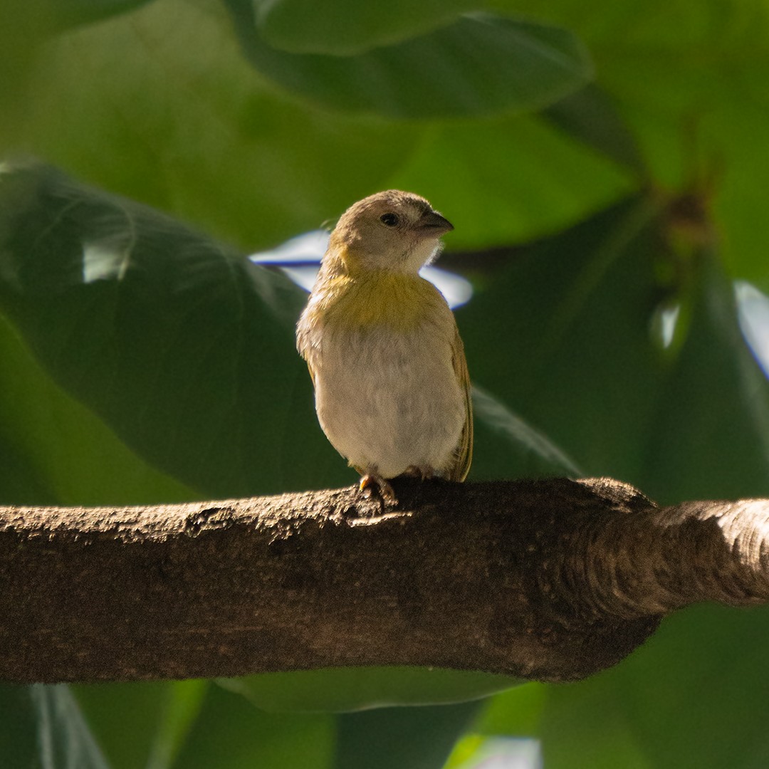 Saffron Finch - ML638470121