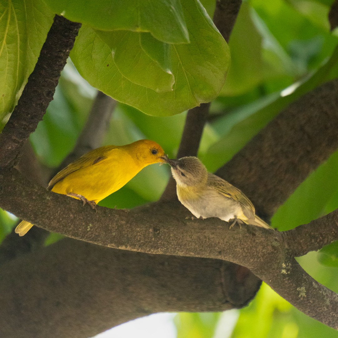Saffron Finch - ML638470124
