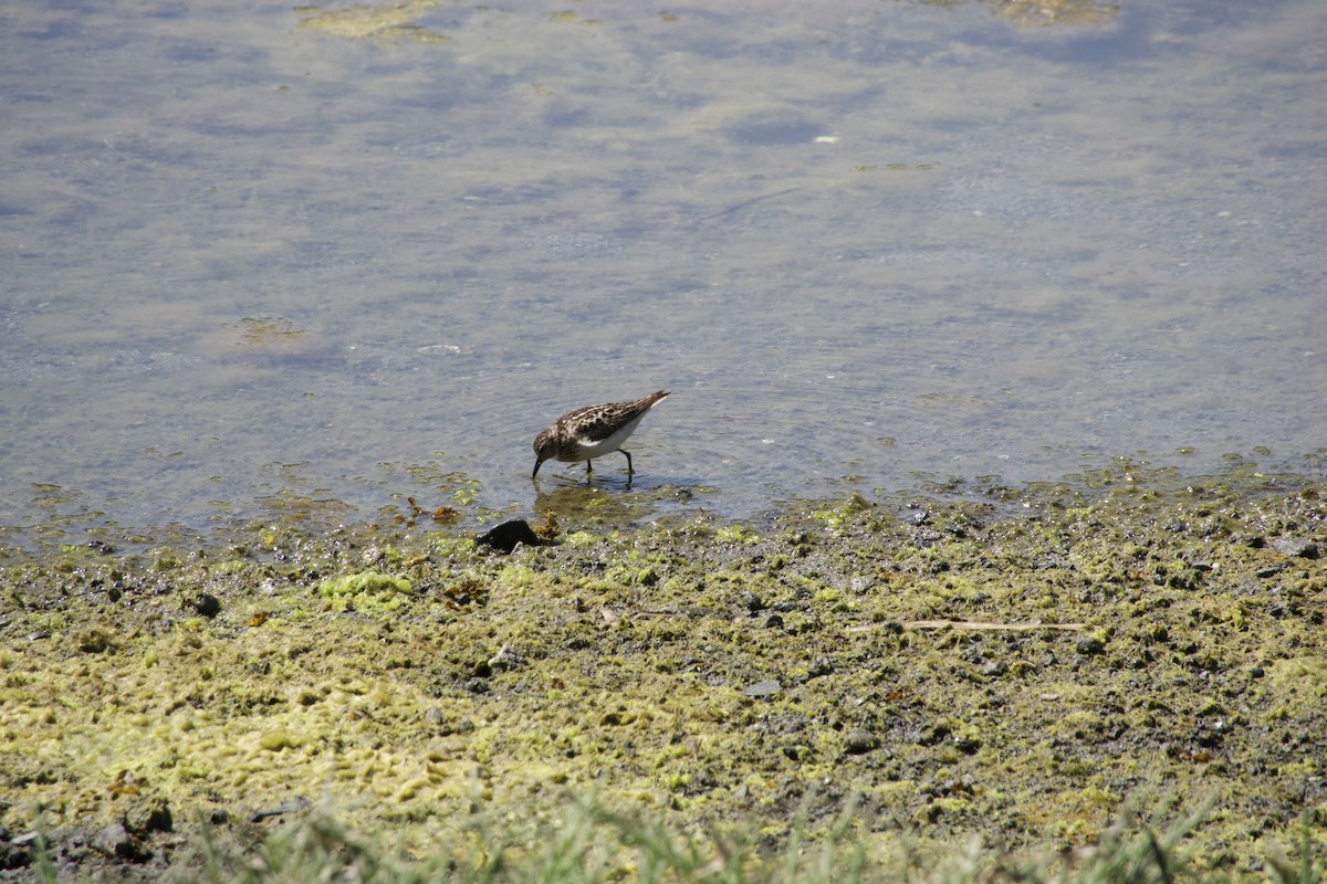 Least Sandpiper - ML638470135