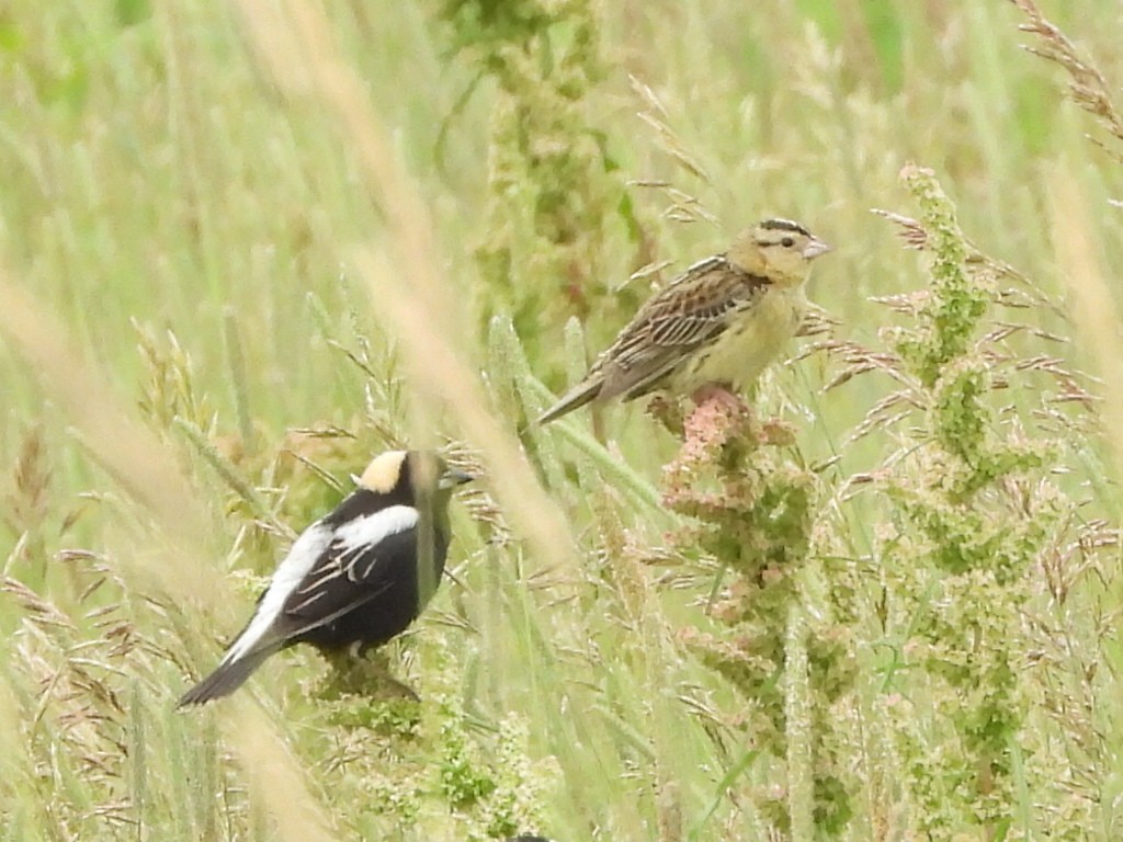 Bobolink - ML638470145