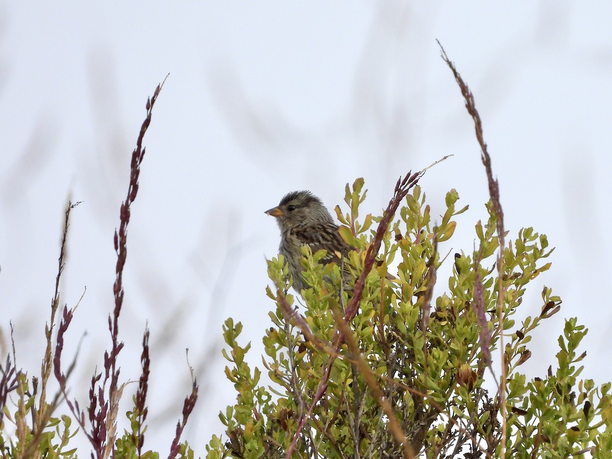 White-crowned Sparrow - ML638470167