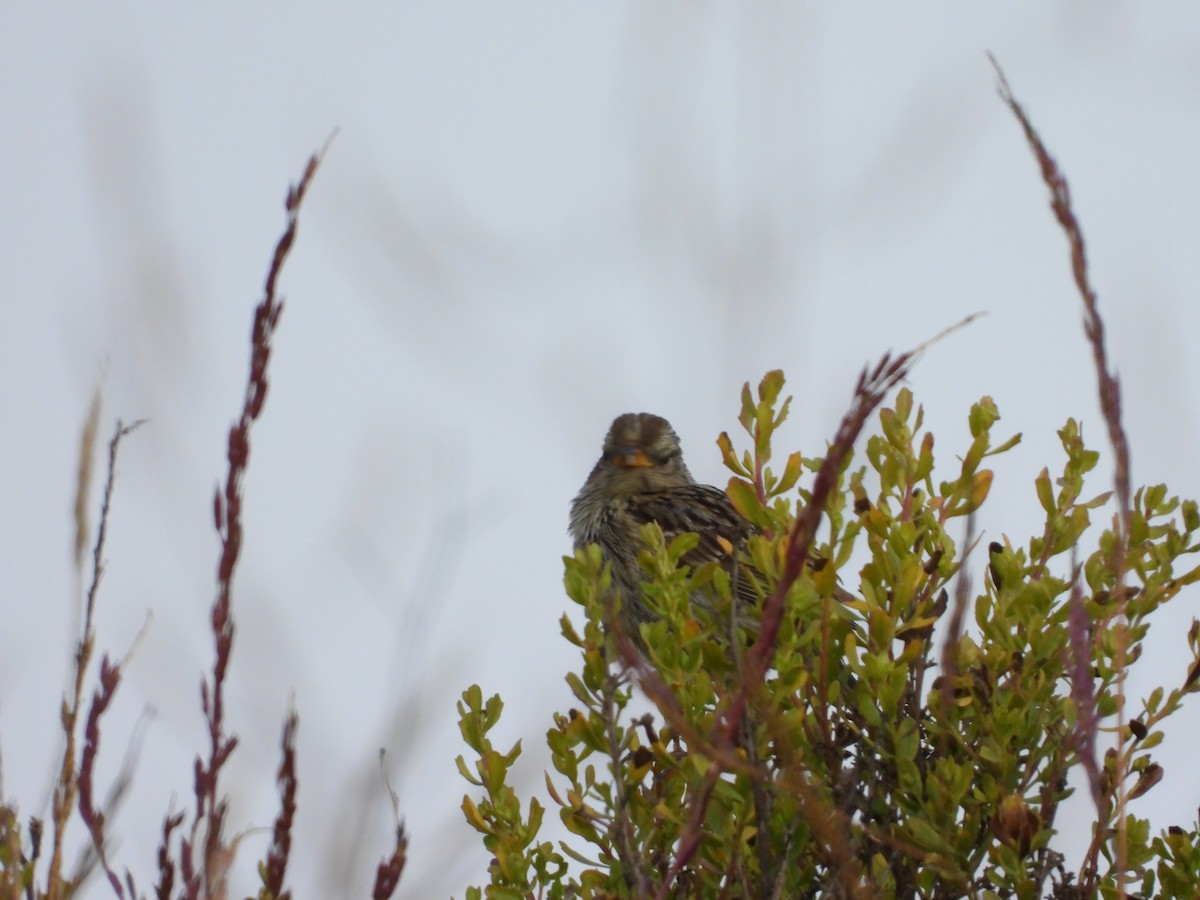 White-crowned Sparrow - ML638470168