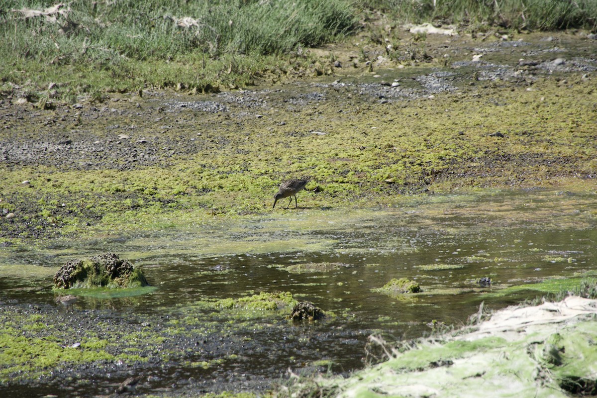 Short-billed Dowitcher - ML638470177