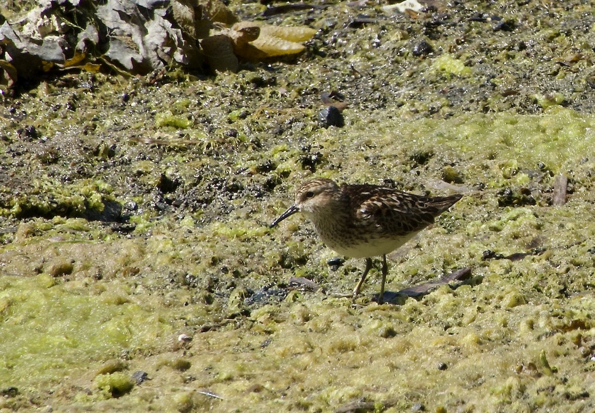 Least Sandpiper - ML638470197