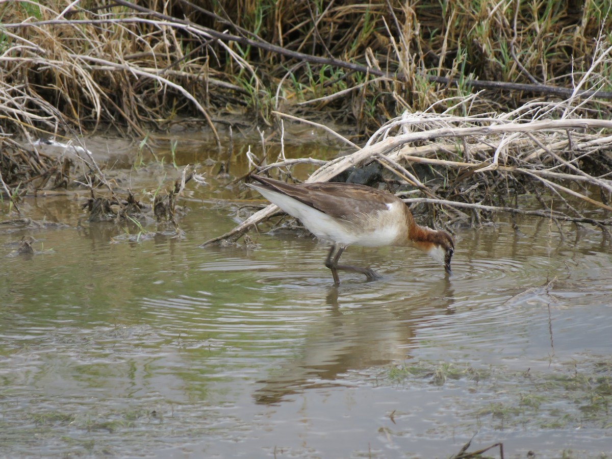 Wilson's Phalarope - ML638470202