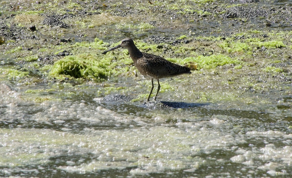 Short-billed Dowitcher - ML638470216