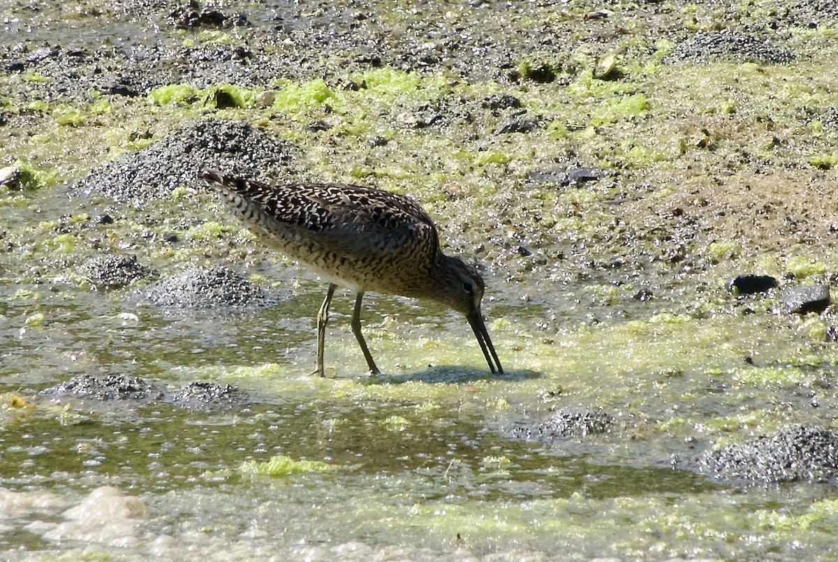 Short-billed Dowitcher - ML638470221