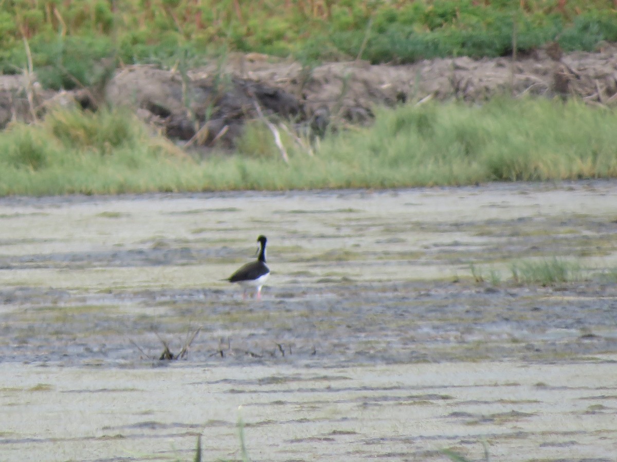Black-necked Stilt - ML638470227