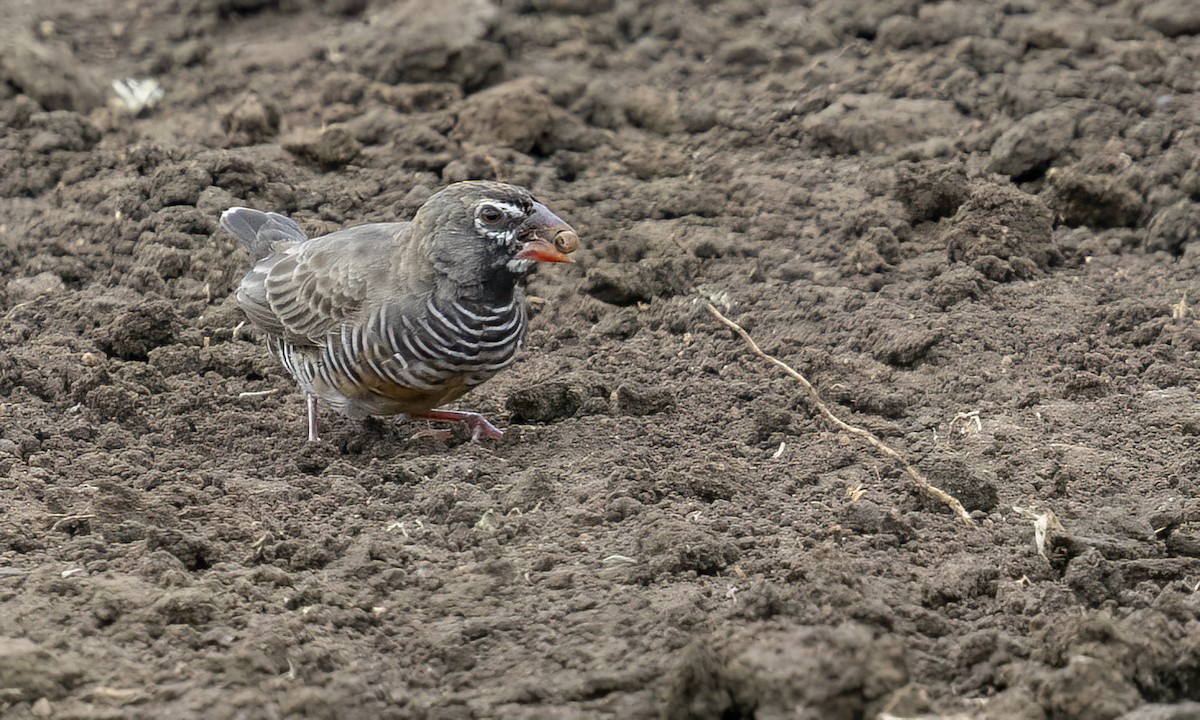 Quailfinch - ML638470237