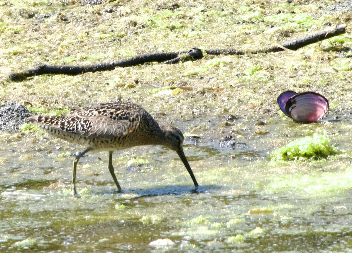 Short-billed Dowitcher - ML638470240
